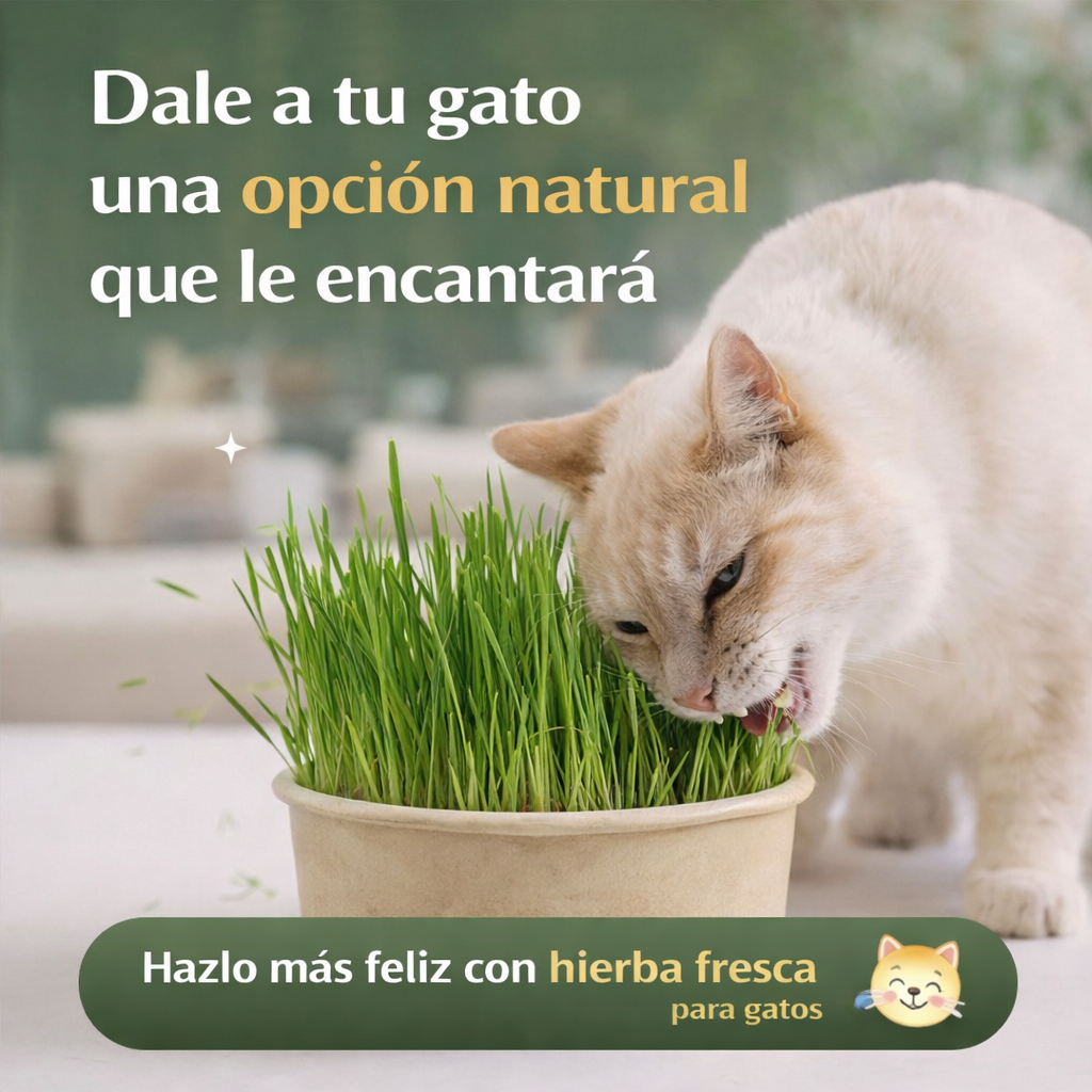 CatGrass® - Hierba Comestible Para Gatos