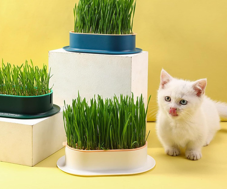 CatGrass® - Hierba Comestible Para Gatos