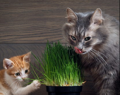CatGrass® - Hierba Comestible Para Gatos