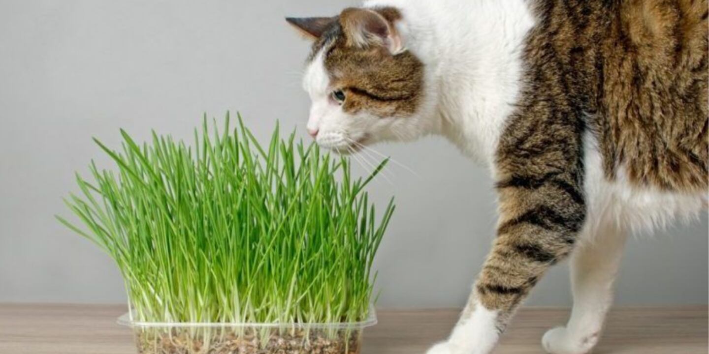 CatGrass® - Hierba Comestible Para Gatos