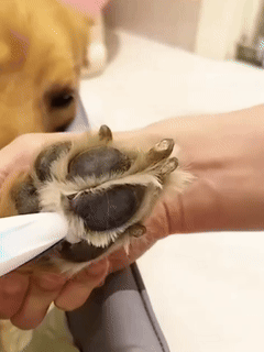 Kit Corte y Limpieza Petmy